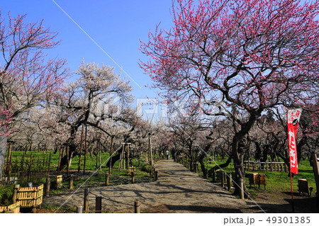 3月　水戸35梅の花と東西梅林･偕楽園 49301385