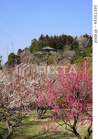 3月 水戸25梅の花と好文亭・偕楽園 3月 水戸25梅の花と好文亭・偕楽園 49301395