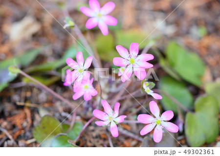 オオミスミソウの花 49302361