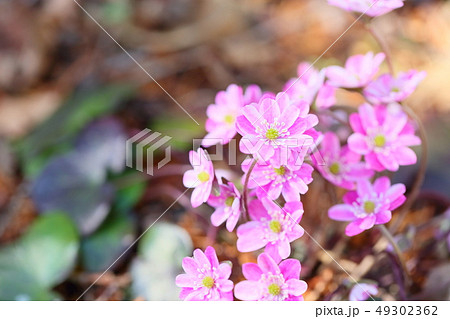 オオミスミソウの花 49302362