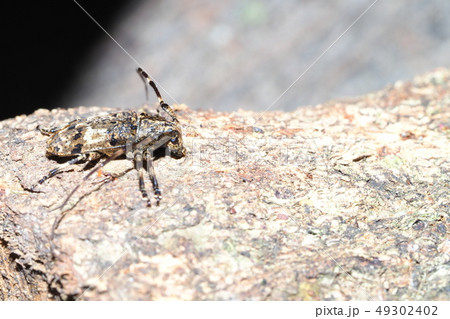 ナガゴマフカミキリ 49302402