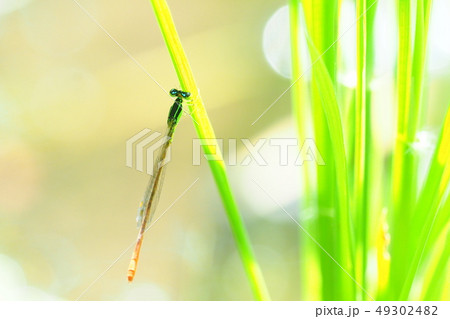 モートンイトトンボ（オス） 49302482