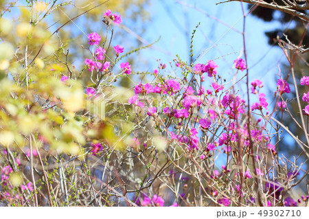 エゾムラサキツツジの花 エゾムラサキツツジの花 49302710