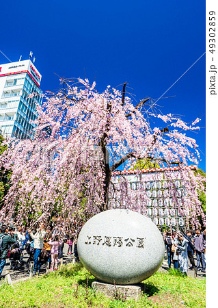 東京　上野公園　満開の枝垂れ桜 49302859