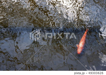 堀端宮川Z16 49303626