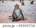 Monkey sitting on ground. 49303716