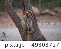Little monkey sitting on tree. 49303717