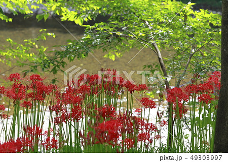 彼岸花 花とつぼみの写真素材