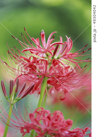 彼岸花 花とつぼみの写真素材