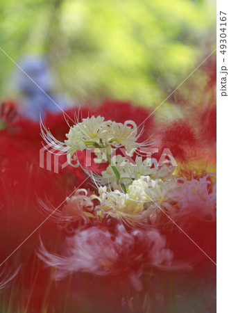 紅白の彼岸花 49304167