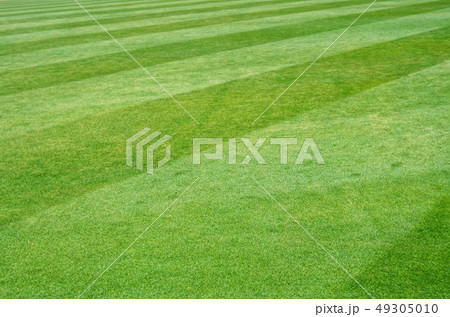 スタジアム 緑の芝生 スタジアム 緑の芝生 49305010