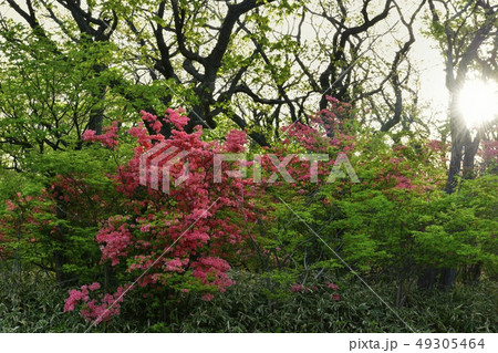 ヤマツツジ咲く那須高原八幡のツツジ群生地に朝日 49305464