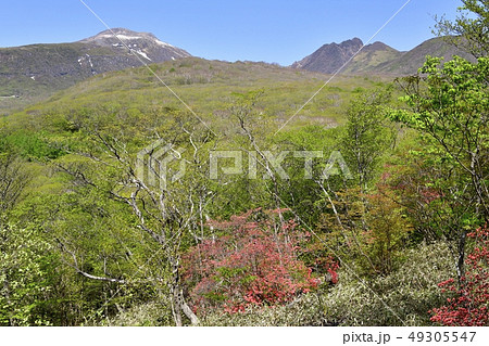 ヤマツツジ咲く那須高原平成の森駒止の丘より那須連峰 ヤマツツジ咲く那須高原平成の森駒止の丘より那須連峰 49305547