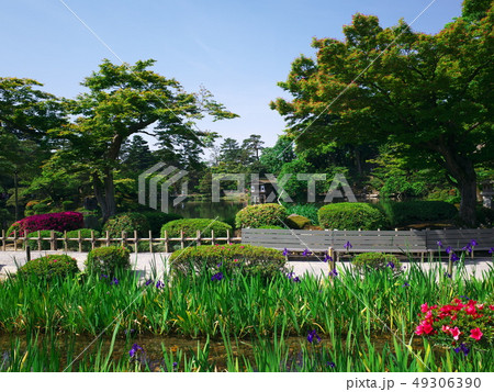 兼六園の杜若とつつじ 兼六園の杜若とつつじ 49306390