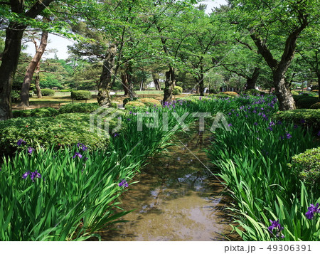 兼六園の杜若 兼六園の杜若 49306391