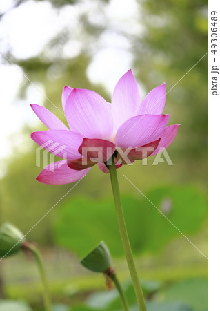 ピンク色のハスの花 49306489