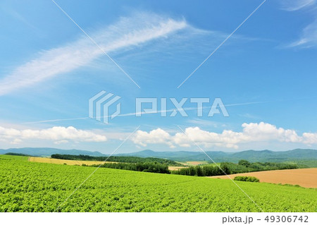 北海道　夏の青空と美瑛の大地 49306742