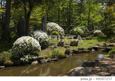 白いつつじと日本庭園 白いつつじと日本庭園 49307257