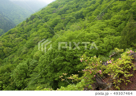 新緑とムラサキヤシオツツジ・山形県豪士山 新緑とムラサキヤシオツツジ・山形県豪士山 49307464