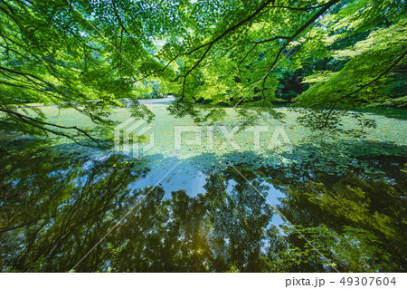 ワイドレンズで撮った初夏の池 ワイドレンズで撮った初夏の池 49307604