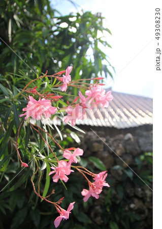 竹富島の花と民家 沖縄観光 竹富島の花と民家 沖縄観光 49308230