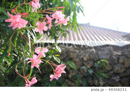 竹富島の花と民家　沖縄観光 49308231