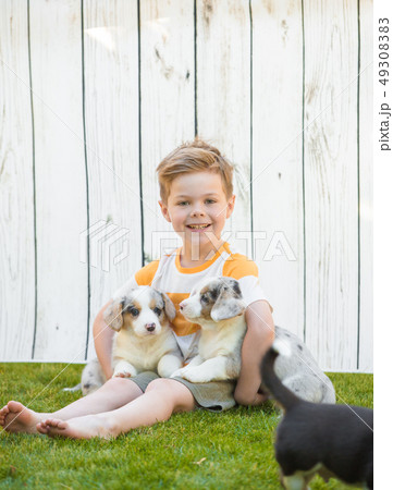 Little boy and corgi puppies 49308383