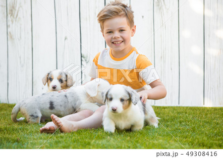 Little boy and corgi puppies 49308416
