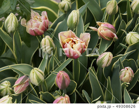 チューリップ つぼみ 02 チューリップ つぼみ 02 49308626