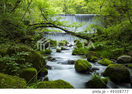 木谷沢渓流の新緑 木谷沢渓流の新緑 49308777