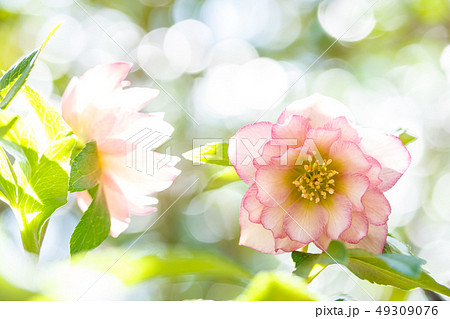 クリスマスローズ 49309076