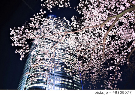ライトアップされた六本木ヒルズ・毛利庭園の夜桜 【東京都・港区】 ライトアップされた六本木ヒルズ・毛利庭園の夜桜 【東京都・港区】 49309077