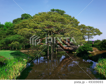 兼六園の霞ヶ池と唐崎松 兼六園の霞ヶ池と唐崎松 49309093