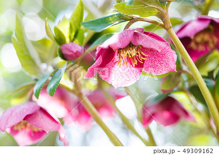 クリスマスローズ 49309162