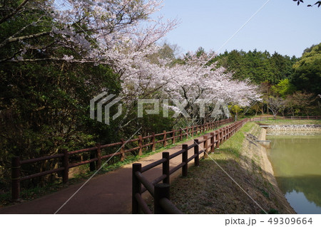 桜（鏡山） 49309664
