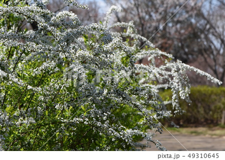 野草 野草 49310645