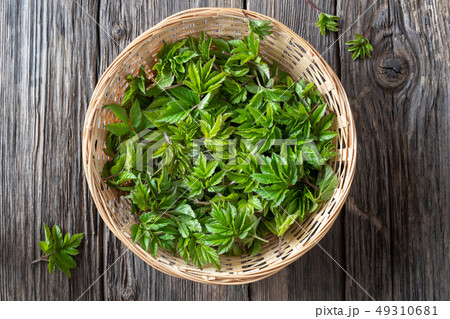 Young ground elder leaves in a basket, top view 49310681