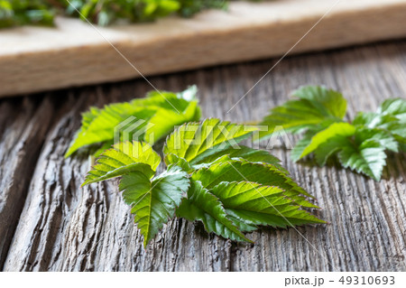 Young ground elder leaves on a table 49310693
