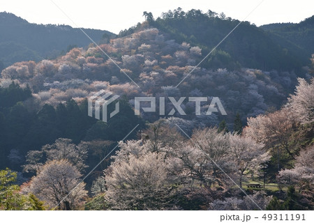 吉野の桜 吉野の桜 49311191