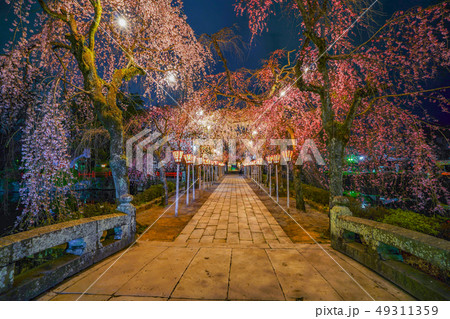 静岡県 三嶋大社 桜 三島市の写真素材