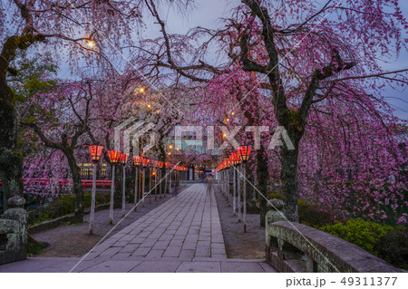 静岡県 三嶋大社 桜 三島市の写真素材