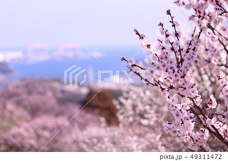 田浦梅の里 49311472