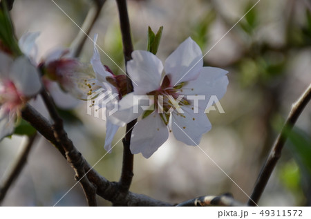 冬桜 冬桜 49311572