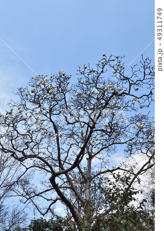 ハクモクレン 49311749