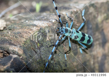 ルリボシカミキリ 49311996