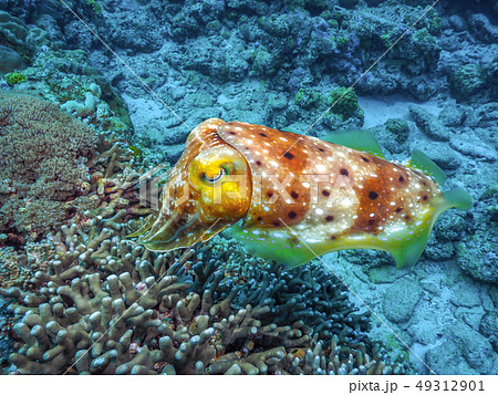 コブシメ 49312901