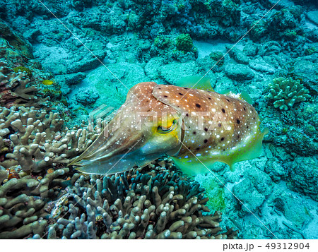 コブシメ コブシメ 49312904