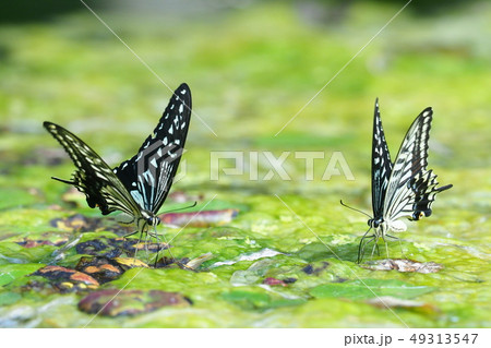 ナミアゲハ 49313547
