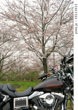ハーレーと桜2 ハーレーと桜2 49313633