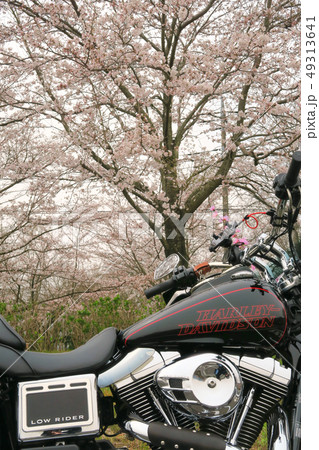ハーレーと桜９ 49313641